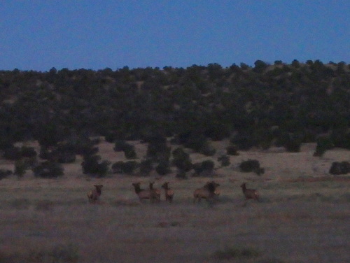 GDMBR: We saw this Elk Herd running.